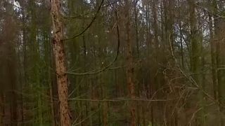 La forêt allemande en peau de chagrin