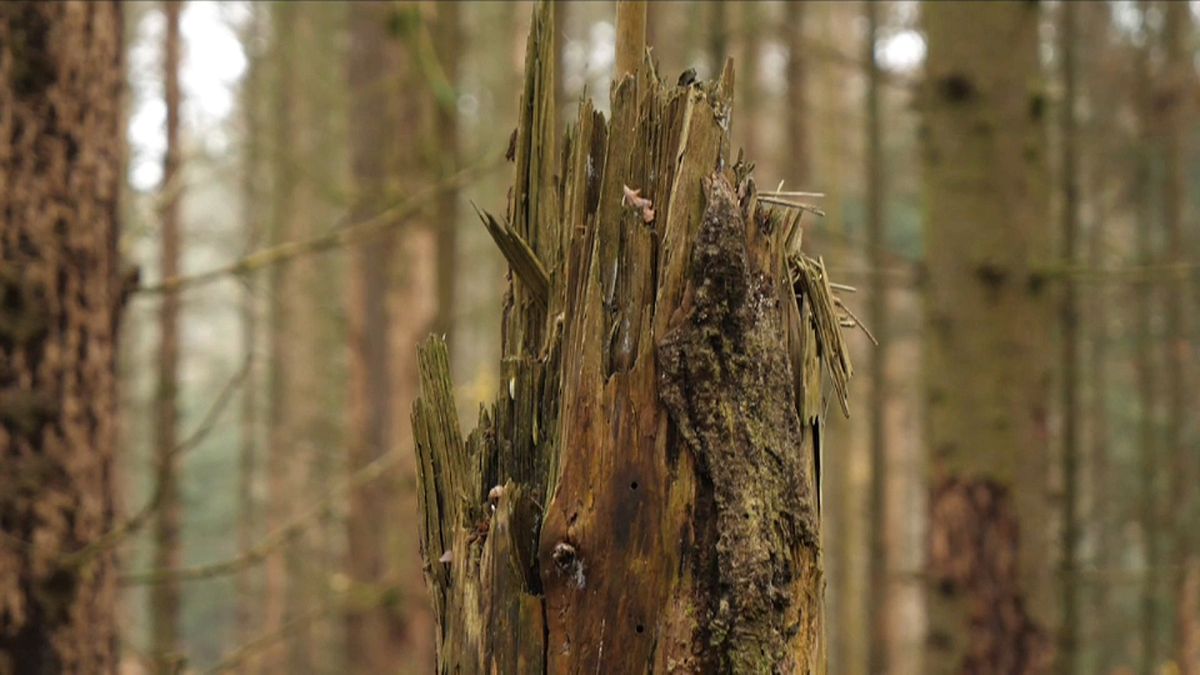 Waldsterben in Deutschland - Klimawandel macht sich bemerkbar