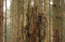 Waldsterben in Deutschland - Klimawandel macht sich bemerkbar
