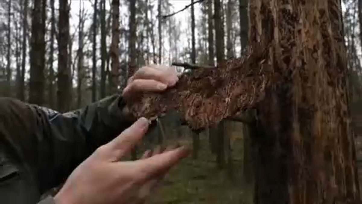 Haldokolnak a német erdők