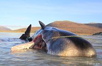 Der Pottwal verendete am Strand der schottischen Insel Harris