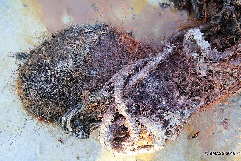 Scottish Marine Animal Strandings Scheme