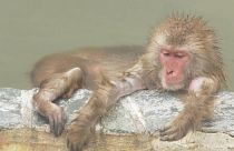 Monkeys in Hokkaido botanical garden rest in hot spring