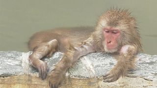 Monkeys in Hokkaido botanical garden rest in hot spring