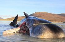 The whale was found with a mountain of trash in its stomach