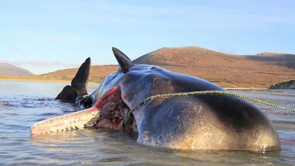 The whale was found with a mountain of trash in its stomach The whale was found with a mountain of trash in its stomach