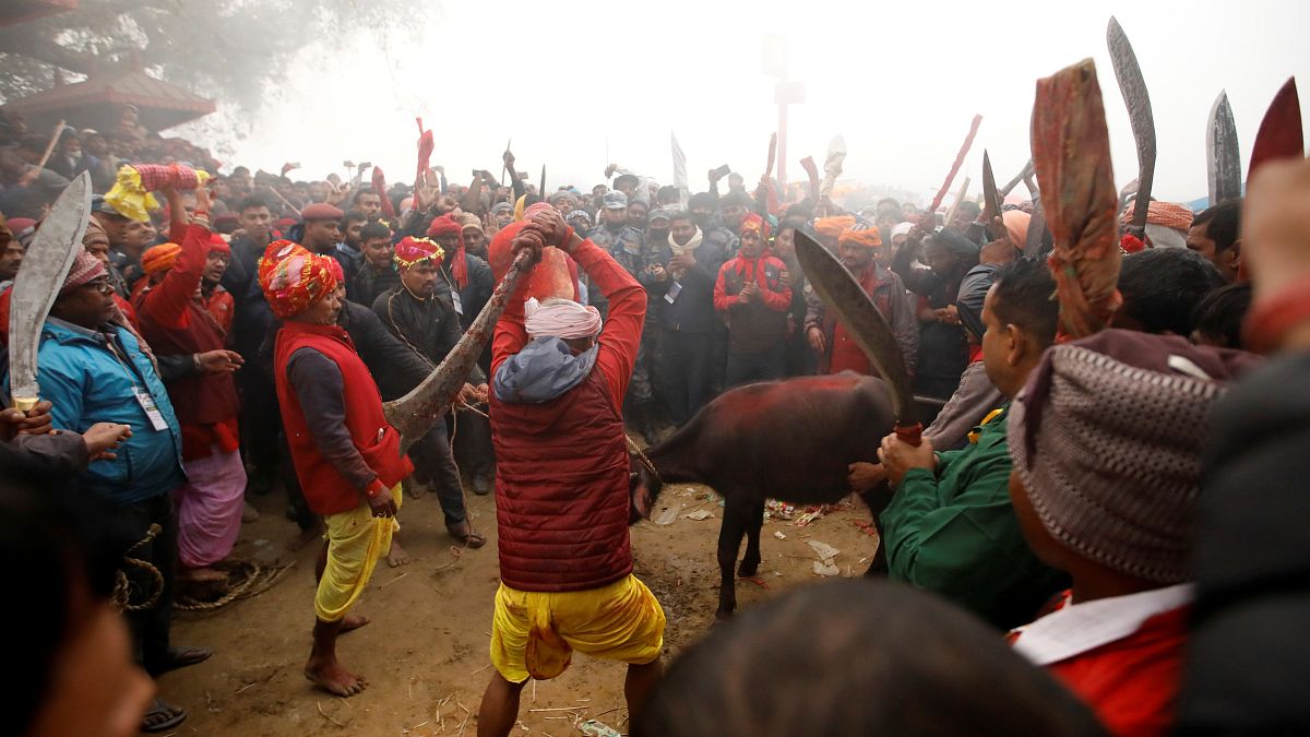 Nepal'de festival: 200 bin keçi, fare, tavuk, domuz ve kumru 'kurban' ediliyor
