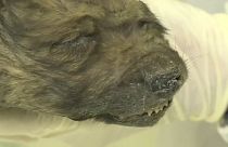 Dogor, il cucciolo ritrovato in Siberia, ha 18mila anni anni e non li dimostra