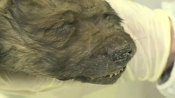 Dogor, il cucciolo ritrovato in Siberia, ha 18mila anni anni e non li dimostra Dogor, il cucciolo ritrovato in Siberia, ha 18mila anni anni e non li dimostra