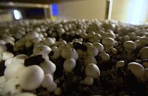 Compost di funghi, un gioiello indesiderato