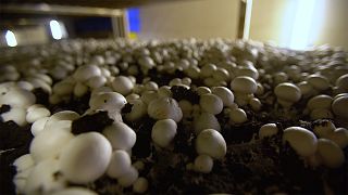 Projeto europeu usa composto de cogumelos para produzir biopesticidas