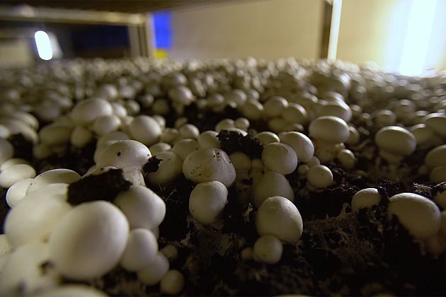 Projeto europeu usa composto de cogumelos para produzir biopesticidas