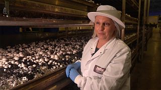 Ученые ЕС рекомендуют грибные дни
