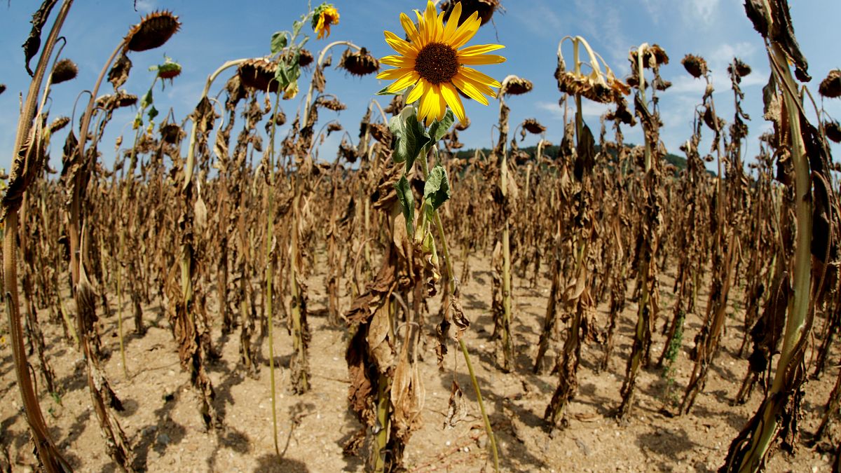 FILE PHOTO: A sunflower blooms in between dried-out ones during unusually hot summer weather near the village of Benken, Switzerland, August 6, 2018. Picture taken with a fish