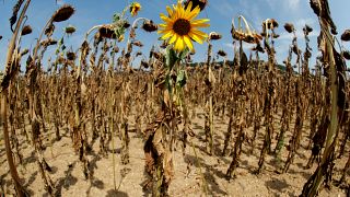 FILE PHOTO: A sunflower blooms in between dried-out ones during unusually hot summer weather near the village of Benken, Switzerland, August 6, 2018. Picture taken with a fish