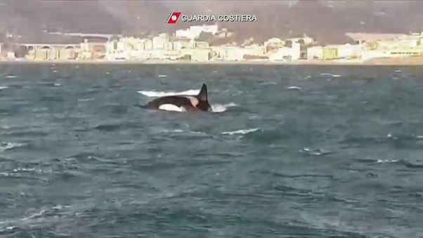 Orche al largo di Genova Orche al largo di Genova