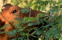 Agroerdészetek a klímaváltozás megfékezéséért