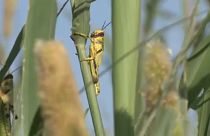 Sáskajárás veszélyezteti az aratást Jemenben