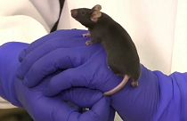 فأر بين يدي عالم في مختبر جامعة كنكتيكت الأمريكية - 2019/11/26 -