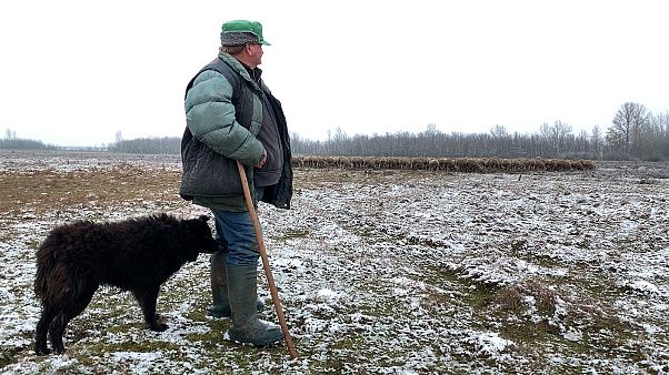 Les terres agricoles de Hongrie, vaches à lait du camp de Viktor Orbán ? Les terres agricoles de Hongrie, vaches à lait du camp de Viktor Orbán ?