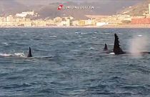 Wundersam: 4 Orcas tummeln sich vor Genua