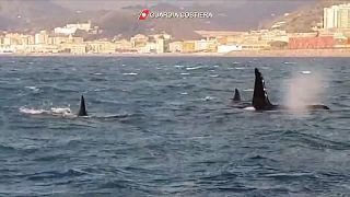İtalya sahillerinden geçen katil balinalar görenleri şaşırttı