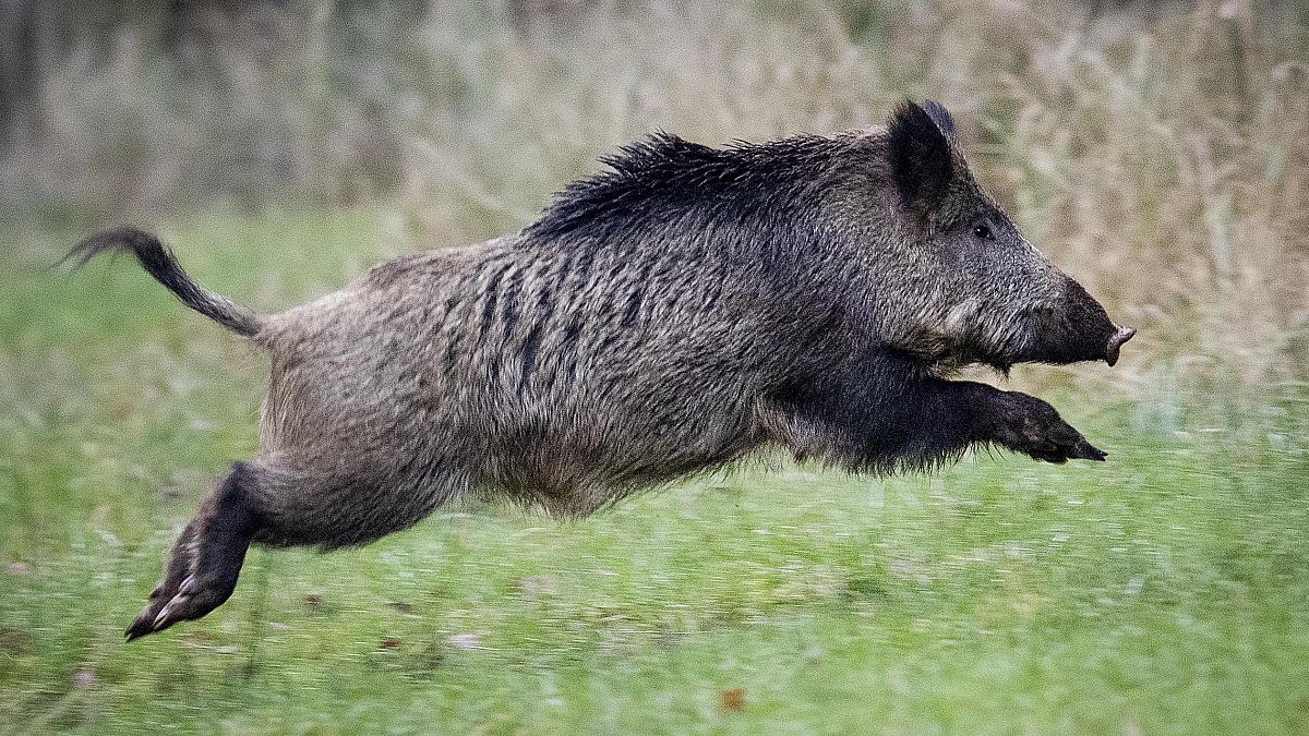 Afrikanische Schweinepest springt von Ost- nach Westpolen