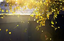 Zsinórban a hatodik rekordmeleg hónap lehet az idei november