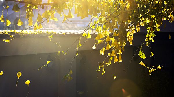 Zsinórban a hatodik rekordmeleg hónap lehet az idei november Zsinórban a hatodik rekordmeleg hónap lehet az idei november