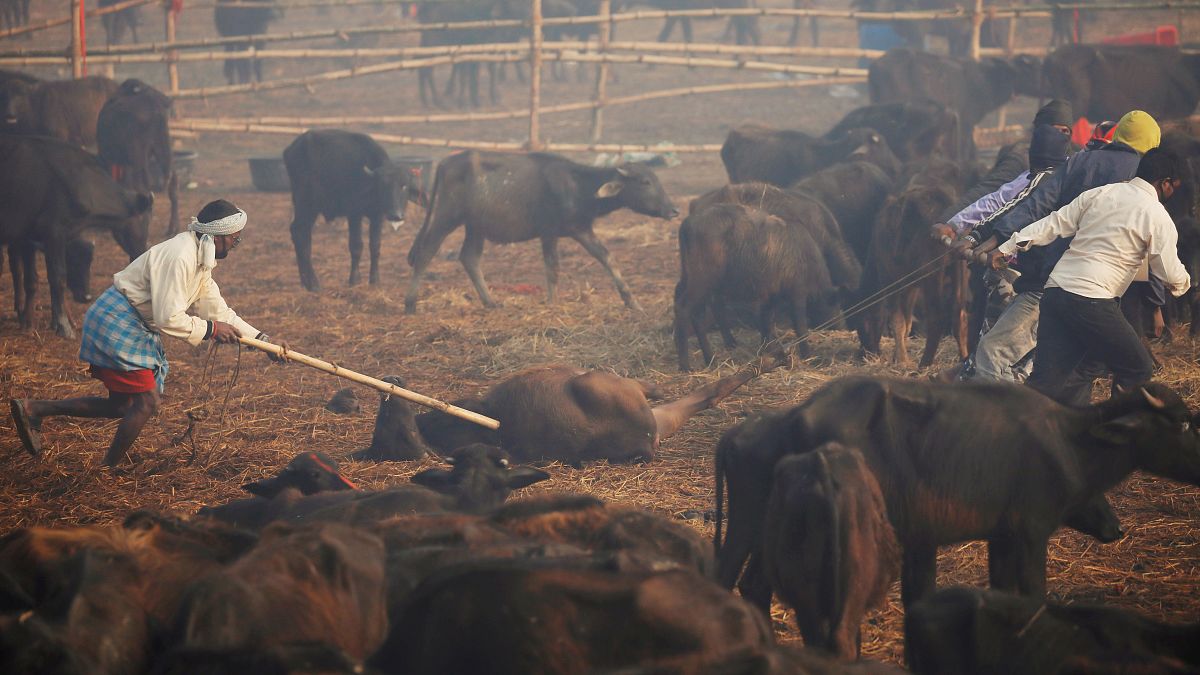 فيديو: التضحية بآلاف الحيوانات في مهرجان هندوسي تثير سخطاً كبيراً 