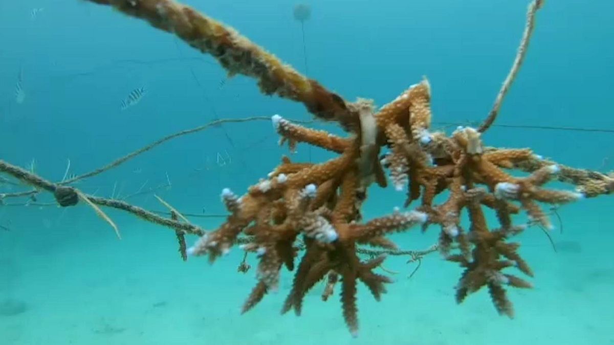 Des coraux sont réimplantés en pépinières aux Seychelles