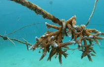 Des coraux sont réimplantés en pépinières aux Seychelles