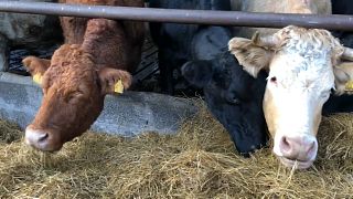 Cows feed at a family farm in the East of Ireland