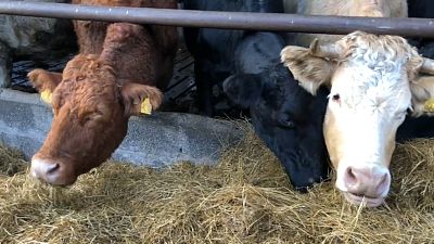 Cows feed at a family farm in the East of Ireland