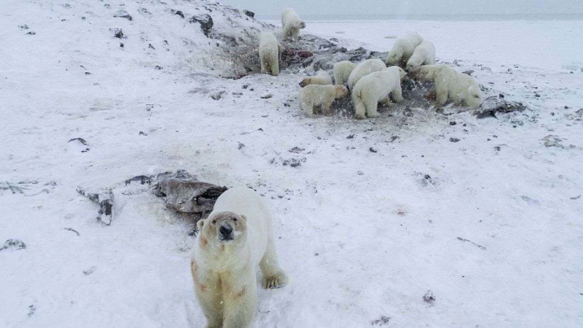 Russian village dealing with 'polar bear invasion' as dozens of animals go in search of food