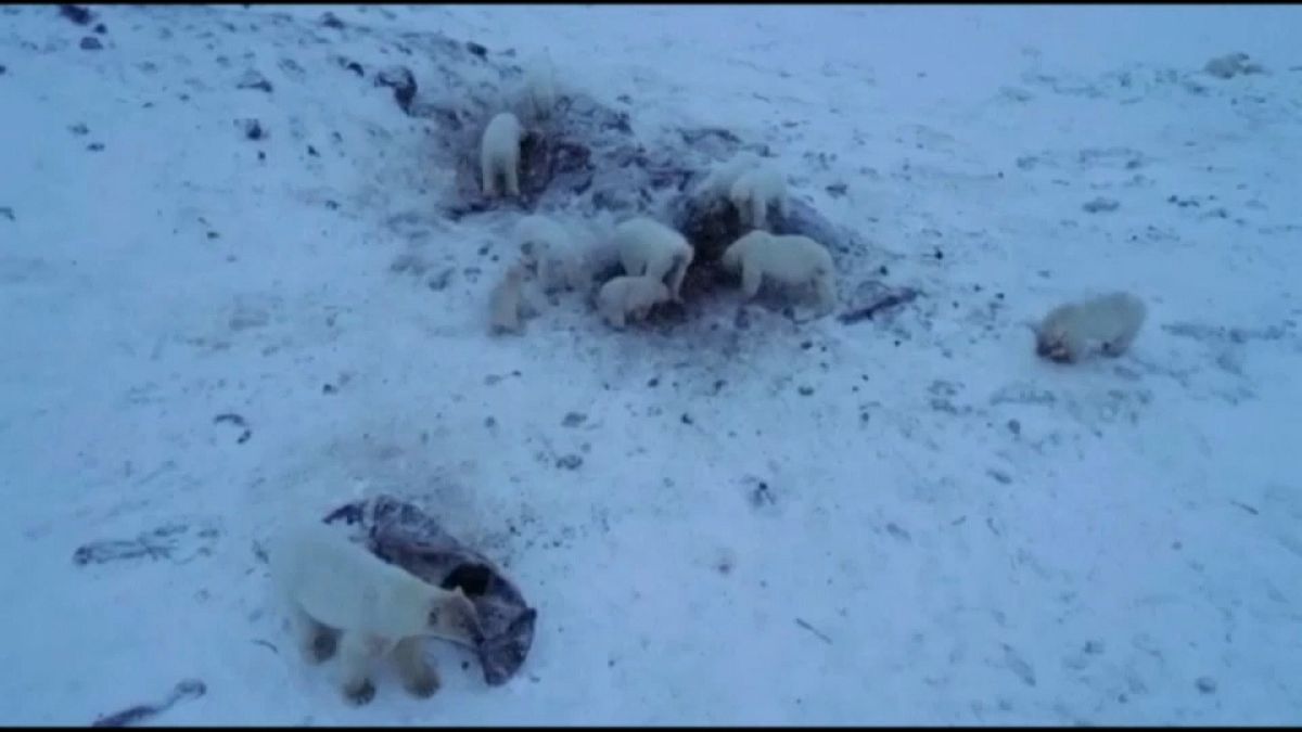 Eisbären-Alarm in Russland: 50 hungrige Tiere machen Dorf unsicher