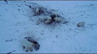 Eisbären-Alarm in Russland: 50 hungrige Tiere machen Dorf unsicher