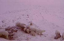 هجوم ۵۶ خرس به روستایی در شمال شرق روسیه