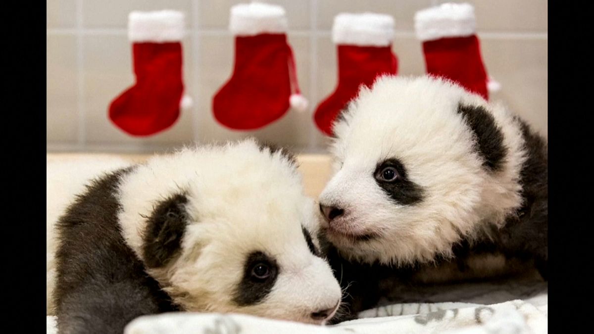 Alles Gute zum Nikolaus, Panda-Zwillinge!