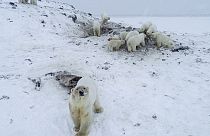 Russia, villaggio alle prese con "invasione di orsi polari" a causa del riscaldamento climatico