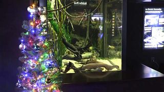 Electric eel lights up aquarium Christmas tree