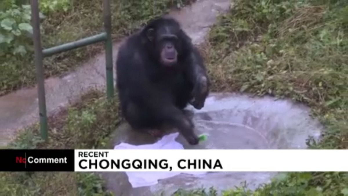 شاهد: حيوان الشمبانزي يغسل الملابس في حديقة للحيوانات في الصين