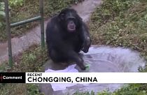 Bakıcılarını taklit eden şempanze Yuhui çamaşırları elde yıkıyor