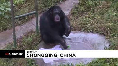 Bakıcılarını taklit eden şempanze Yuhui çamaşırları elde yıkıyor