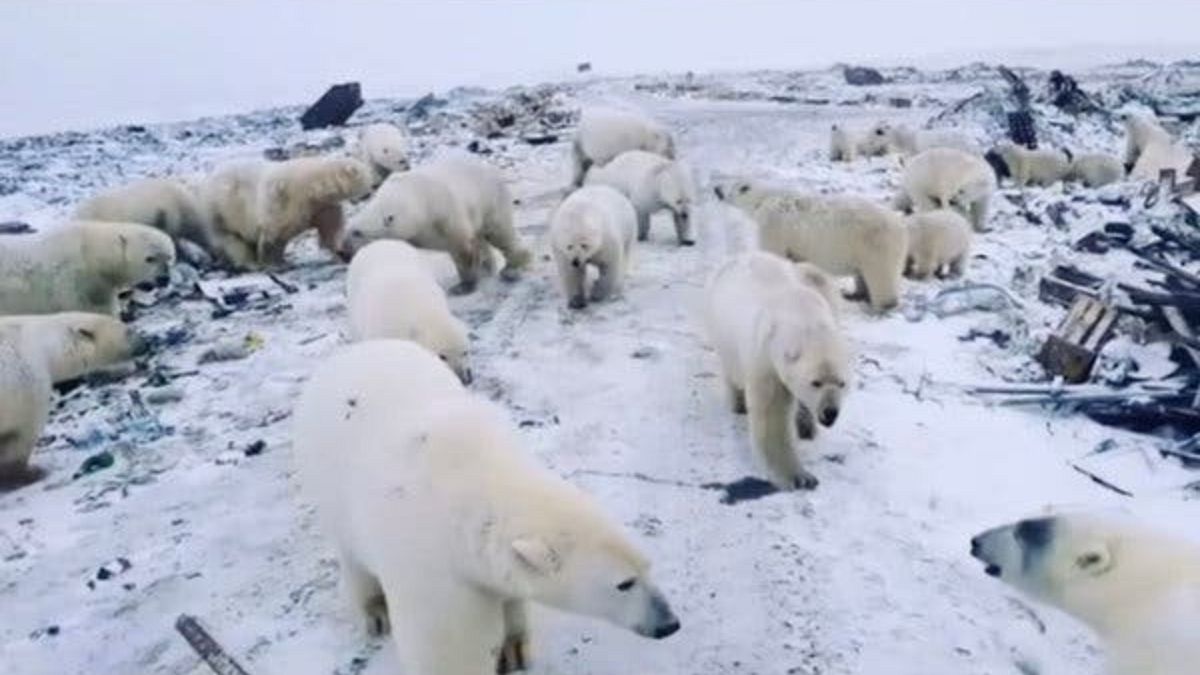 Buzullar oluşmayınca kutup ayıları yiyecek bulmak için köylere indi