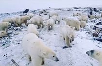 Buzullar oluşmayınca kutup ayıları yiyecek bulmak için köylere indi