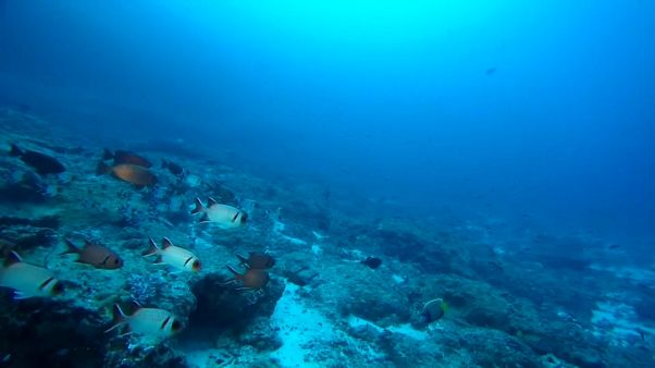 El cambio climático reducirá el oxígeno de los océanos hasta un 4% en 2100 El cambio climático reducirá el oxígeno de los océanos hasta un 4% en 2100