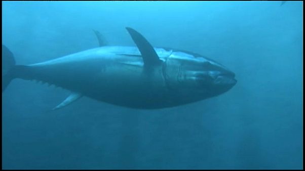 Fisch in Gefahr: Immer weniger Sauerstoff im Meer Fisch in Gefahr: Immer weniger Sauerstoff im Meer
