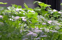 Salat, der im Supermarkt wächst