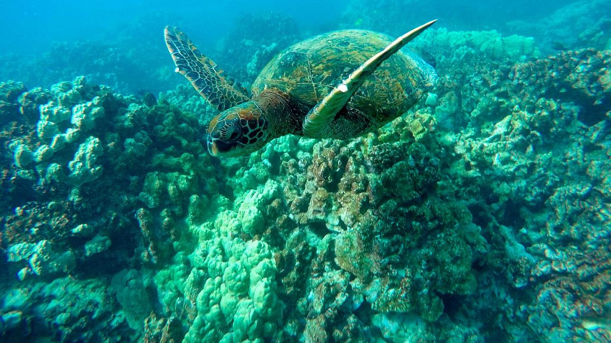 Deniz kaplumbağası